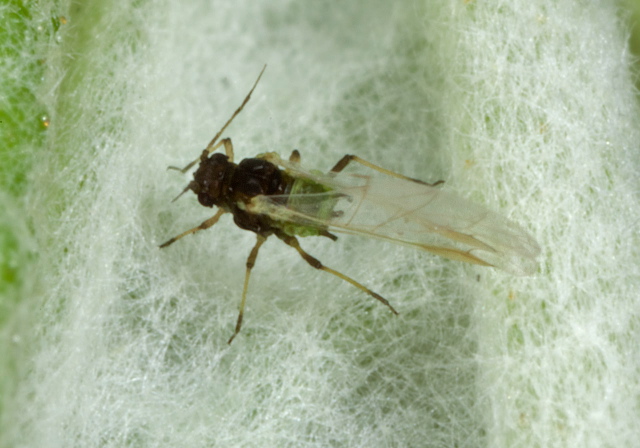   Aphididae