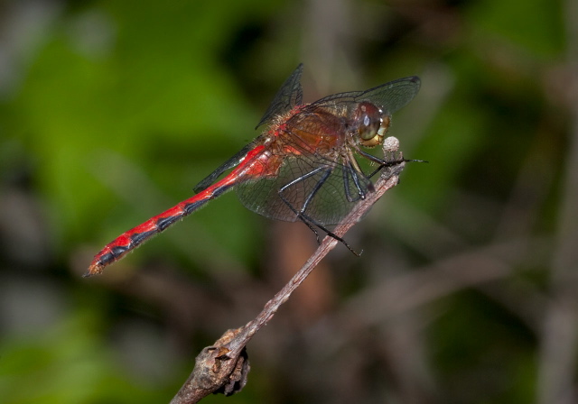 Sympetrum rubicundulum Libellulidae