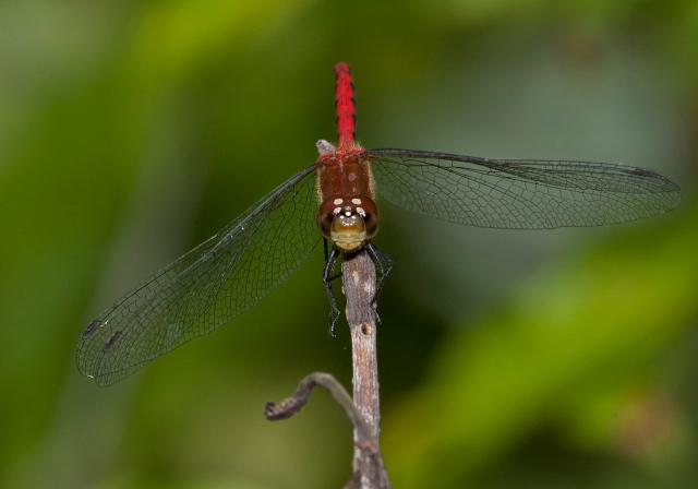 Sympetrum rubicundulum Libellulidae