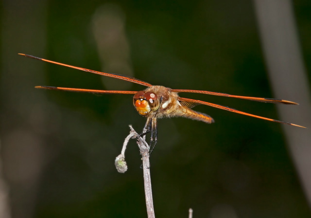 Libellula semifasciata Libellulidae