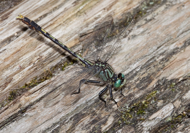 Arigomphus villosipes Gomphidae