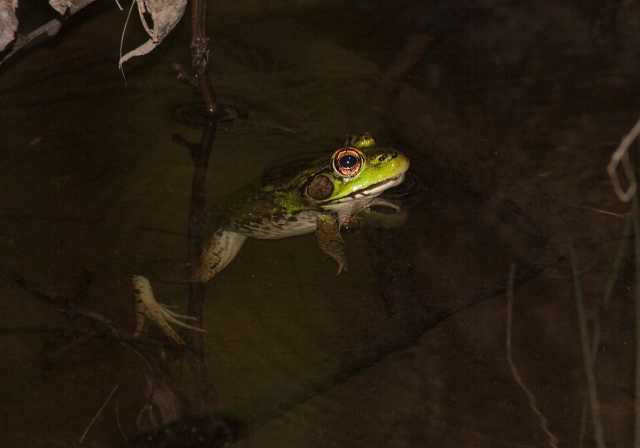 Rana clamitans Ranidae