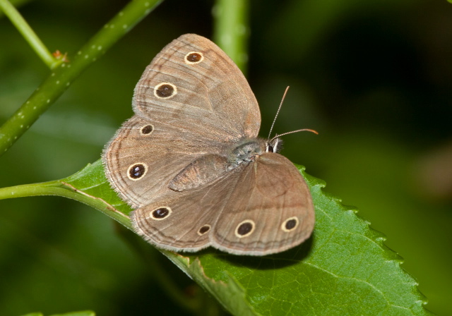 Megisto cymela Nymphalidae