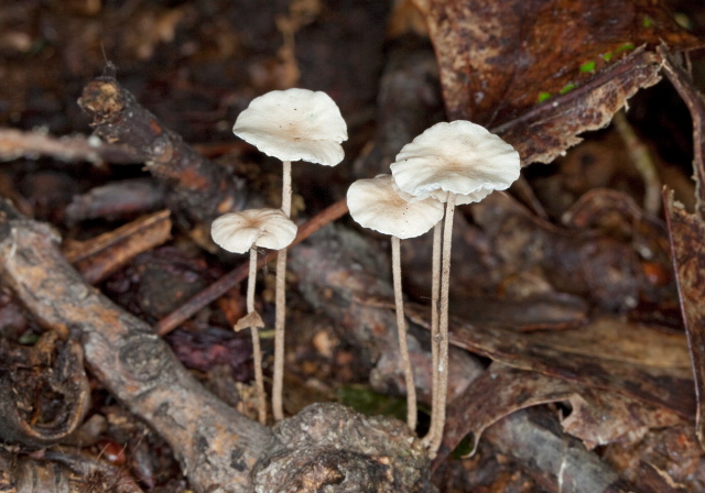 Mycetinis opacus? Marasmiaceae