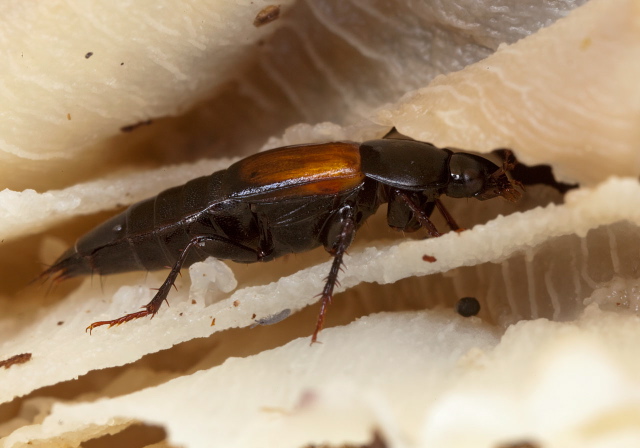 Tachinus fimbriatus Staphylinidae