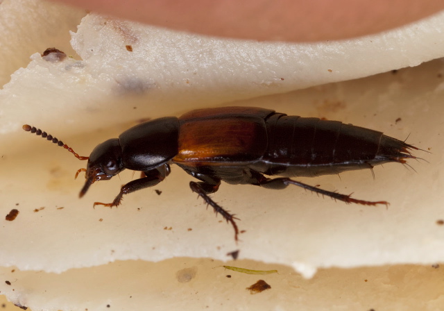 Tachinus fimbriatus Staphylinidae