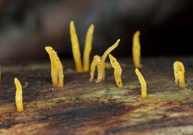 Calocera cornea Dacrymycetaceae