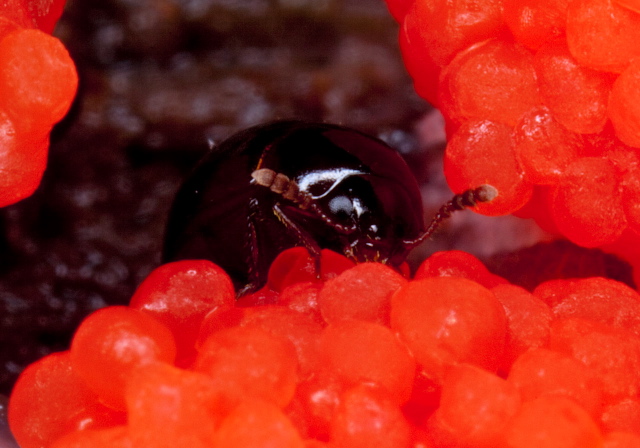 Anisotoma sp. Leiodidae