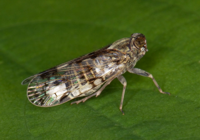   Cixiidae