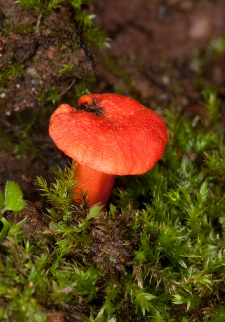 Hygrocybe miniata? Tricholomataceae