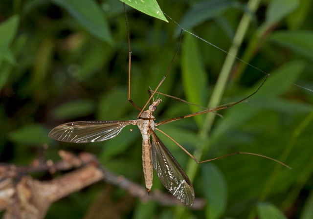 Tipula (Yamatotipula) caloptera Tipulidae