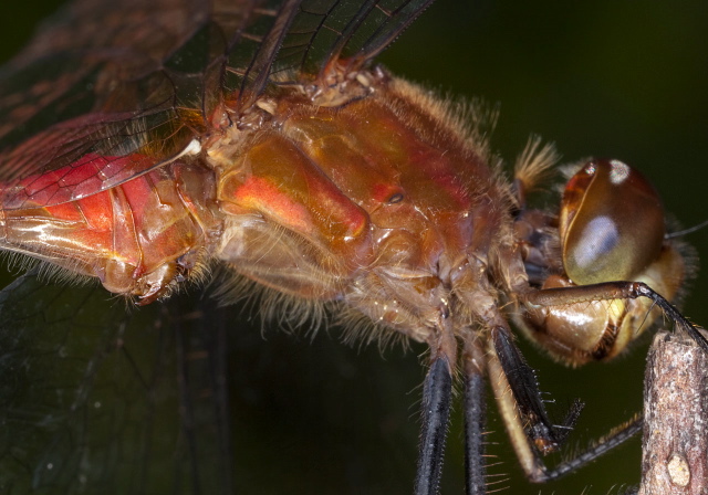 Sympetrum rubicundulum Libellulidae