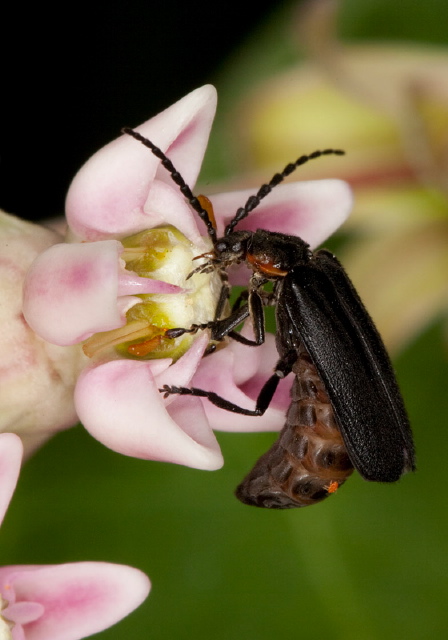 Polemius laticornis Cantharidae