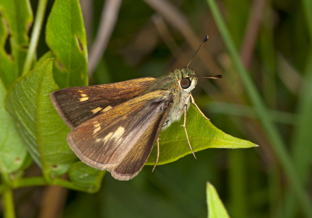 Wallengrenia egeremet? Hesperiidae