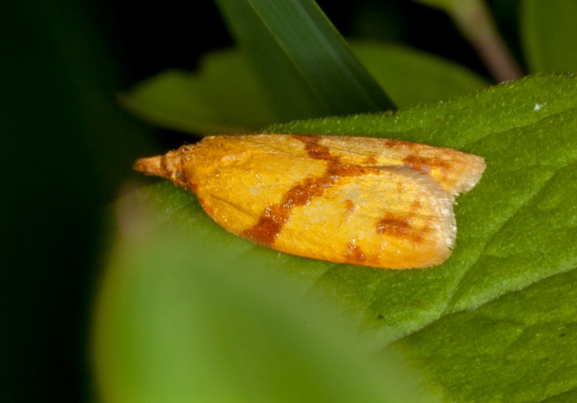 Sparganothis unifasciana Tortricidae