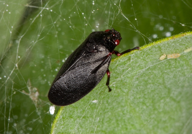 Prosapia ignipectus Cercopidae