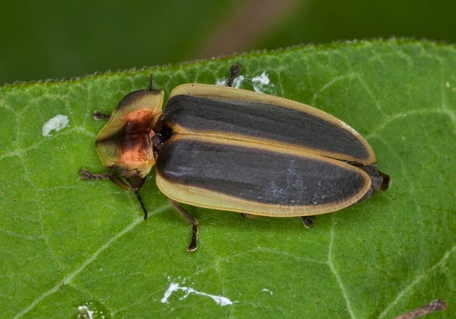 Pyractomena angulata? Lampyridae