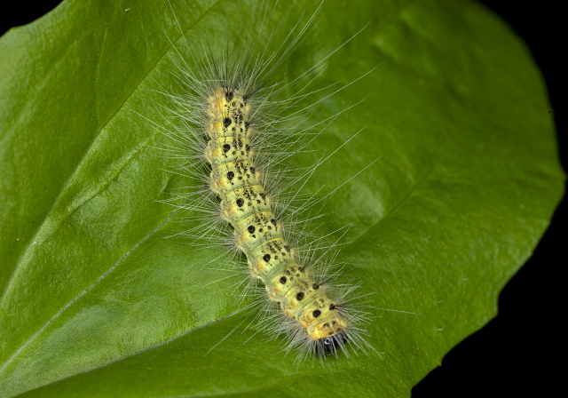 Hyphantria cunea Erebidae