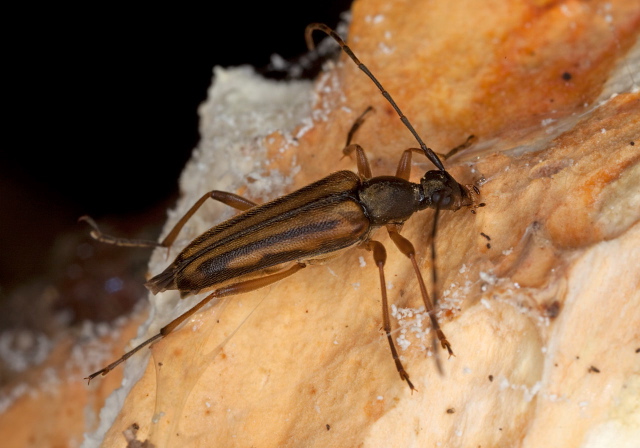 Analeptura lineola Cerambycidae