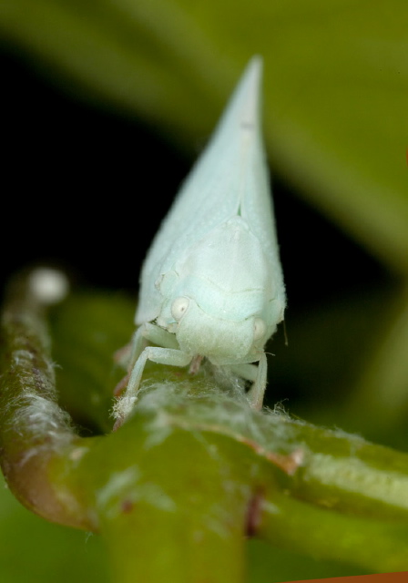 Anormenis chloris Flatidae