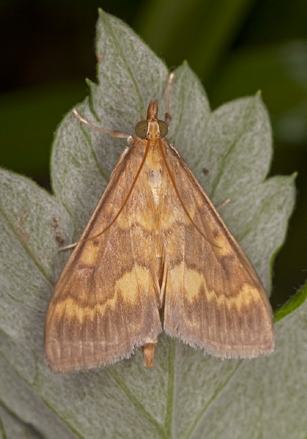 Ostrinia nubilalis Crambidae