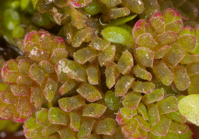 Azolla caroliniana Salviniaceae