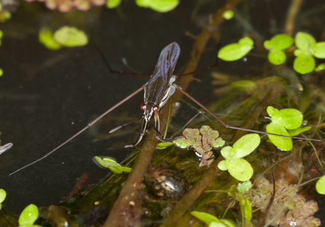 Gerris sp.? Gerridae