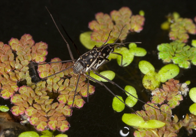 Trepobates subnitidus Gerridae