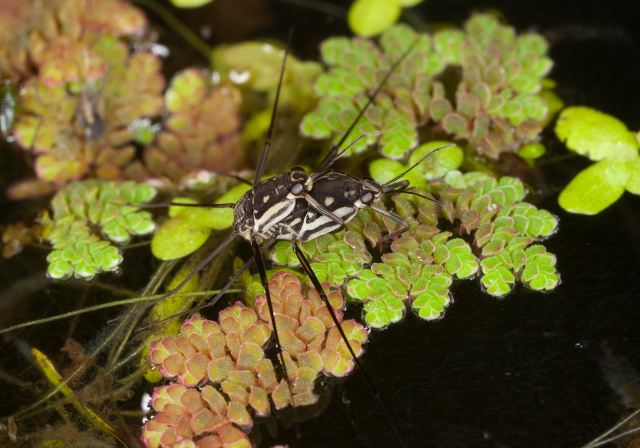 Trepobates subnitidus Gerridae