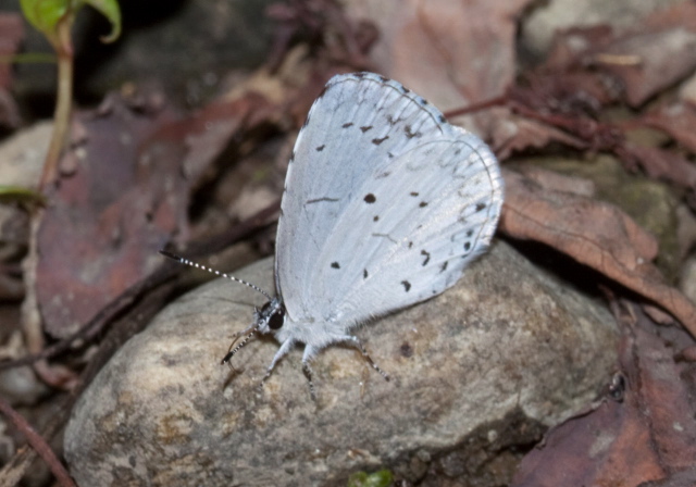 Celastrina neglecta Lycaenidae