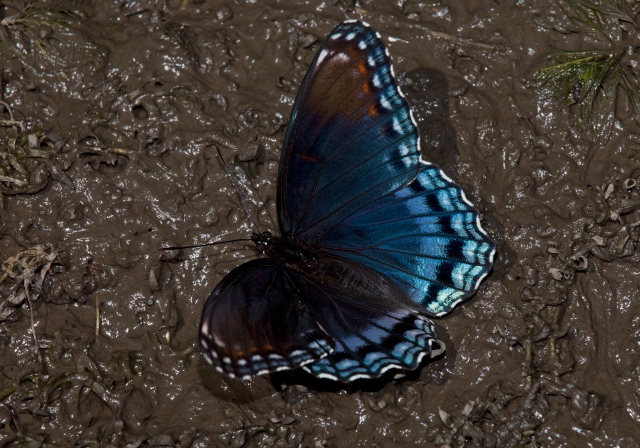 Limenitis arthemis astyanax Nymphalidae