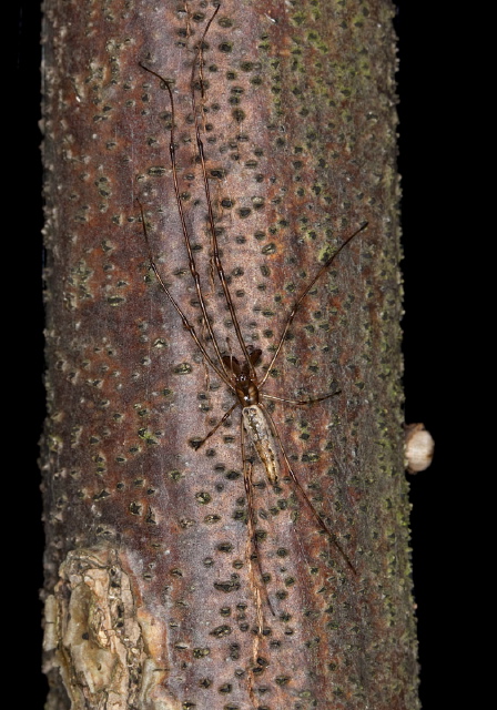 Tetragnatha elongata Tetragnathidae