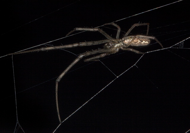 Tetragnatha versicolor? Tetragnathidae