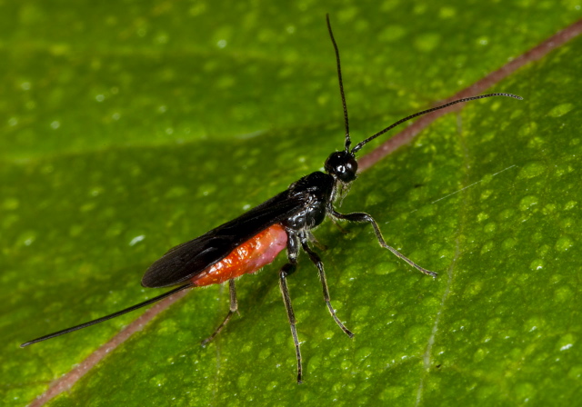 Atanycolus sp. Braconidae
