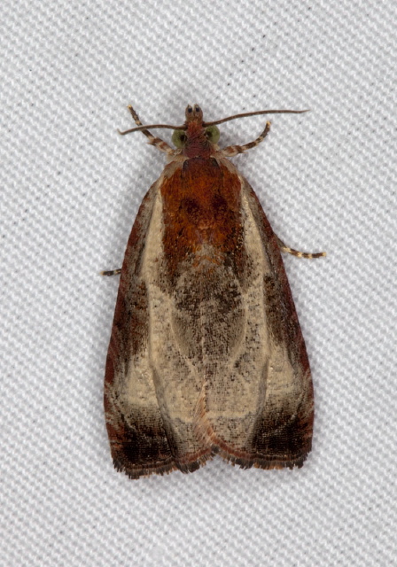 Olethreutes inornatana Tortricidae