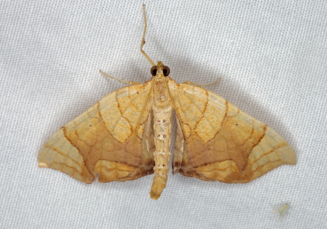 Eulithis diversilineata Geometridae