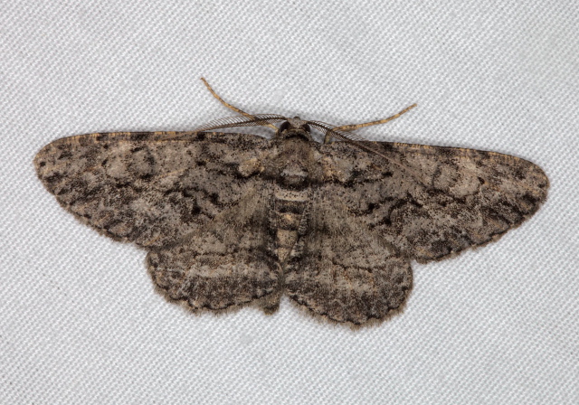 Anavitrinella pampinaria? Geometridae