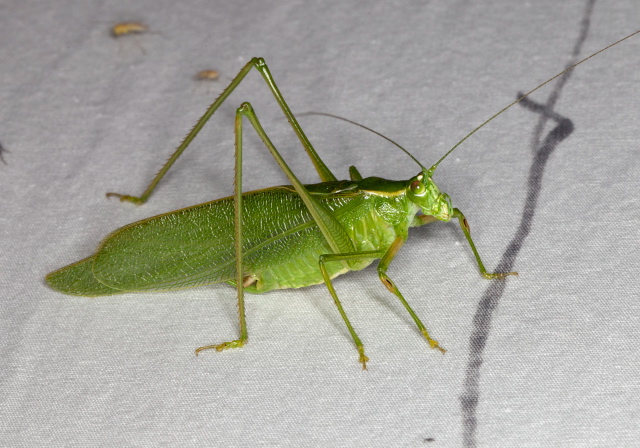 Scudderia septentrionalis Tettigoniidae