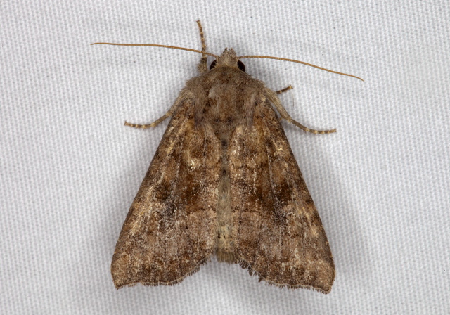   Noctuidae