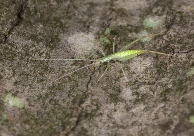 Oecanthus niveus Gryllidae