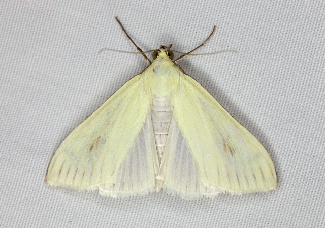 Sitochroa palealis Crambidae
