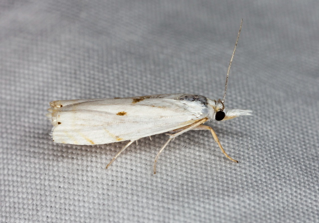 Microcrambus biguttellus Crambidae