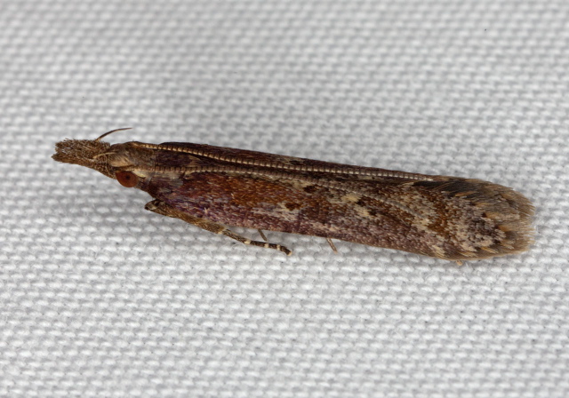 Dichomeris ligulella Gelechiidae