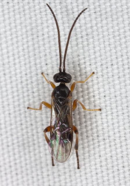   Braconidae