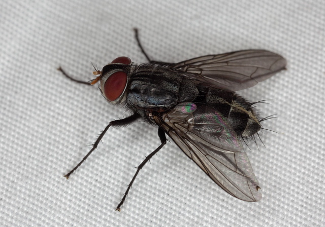   Sarcophagidae?