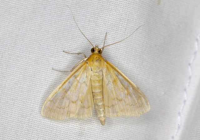 Hahncappsia marculenta? Crambidae