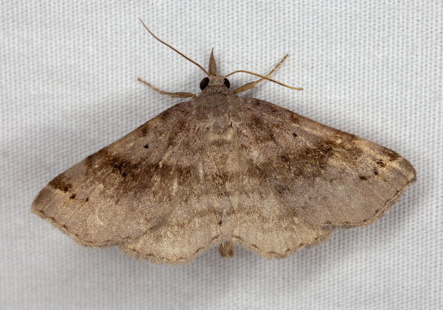 Spargaloma sexpunctata Erebidae