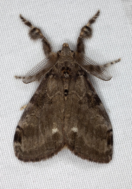 Orgyia leucostigma Erebidae