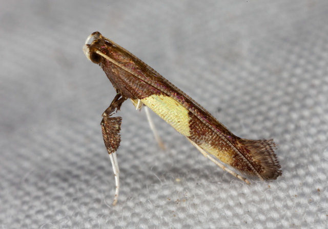 Caloptilia bimaculatella? Gracillariidae