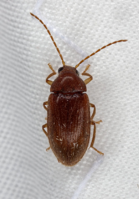 Ptilodactyla sp.? Ptilodactylidae